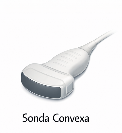 sonda convexa para ecografía clínica